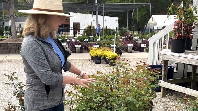 Quick Tips for Growing Roses | Rose Bush Care | Fairview Garden Center