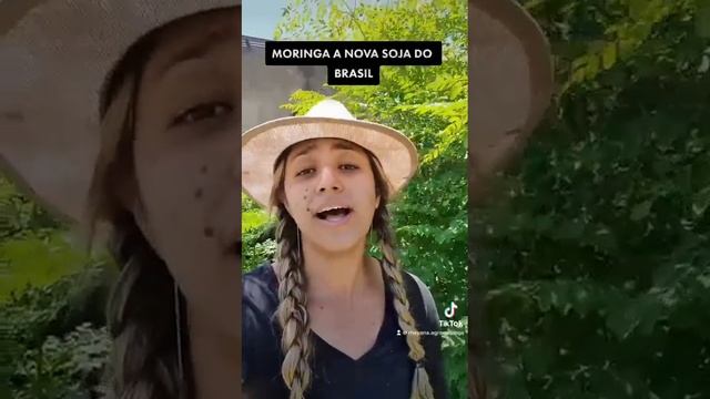 MORINGA A NOVA SOJA DO BRASIL