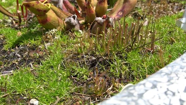 Best Beginner Sundew