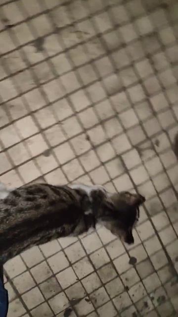 кот