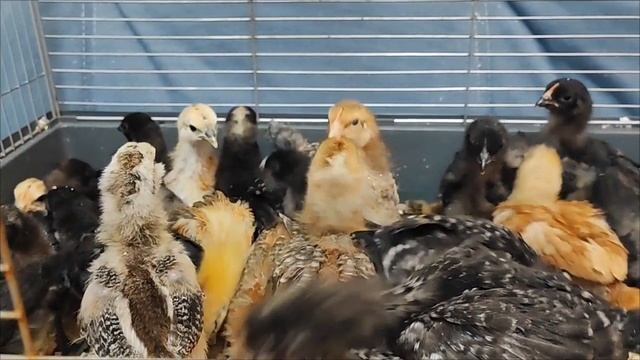 Набор цыплят "Цветной микс"