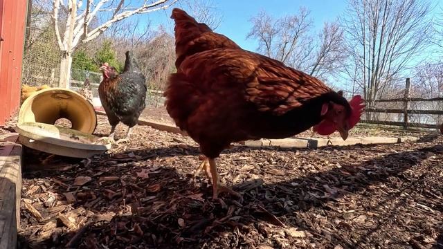 Куры несушки свободного выгула и их обычная куриная рутина – эпизод (45)