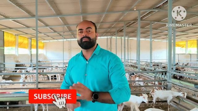 मध्य प्रदेश में किस नस्ल की बकरी का पालन करके करोड़ों कमा सकते हैं / Best Goat Breed For Stall-Feed