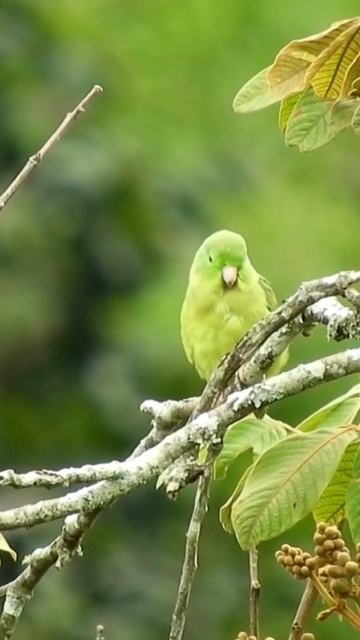 Green parrot | JUST RELAX |#justrelax#bird#animal #shorts#shortvideo #cute#pet #youtubeshorts
