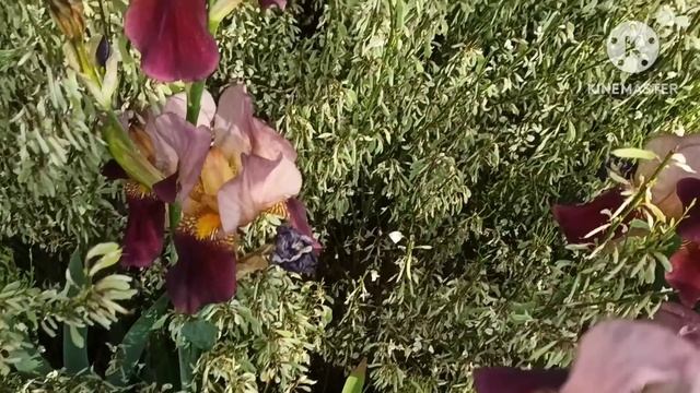 Марина Иванова.Барон говорил,чтоСТАРАЯ?У соседей украли кота.Дверью ошиблись?Стрим под звуки миксер