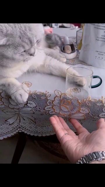 Кот разбойник 😂