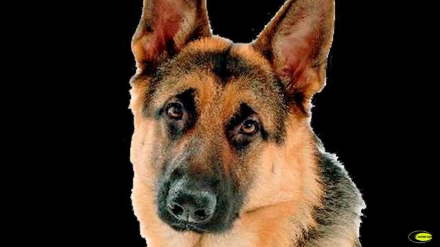 Собачники Нагорной