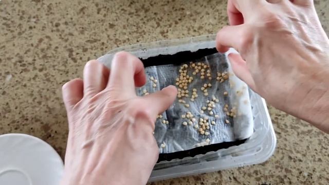 Проращивание семян болгарского перца 2.