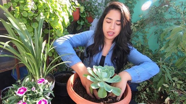 COMO HACER UN TERRARIO Y TRASPLANTANDO LAS NUEVAS PLANTAS / MELISA ZUJEY