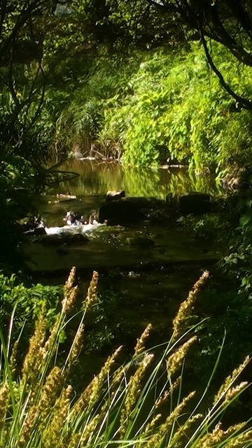 Relax - Brook water passing slowly through rocks and plants with the sound of birds #shorts