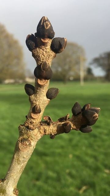 One-leaved ash - twigs & buds - March 2019