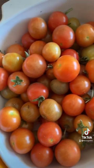 Winter sweet tomatoes and navel oranges.#freshfromthetree.01252022.