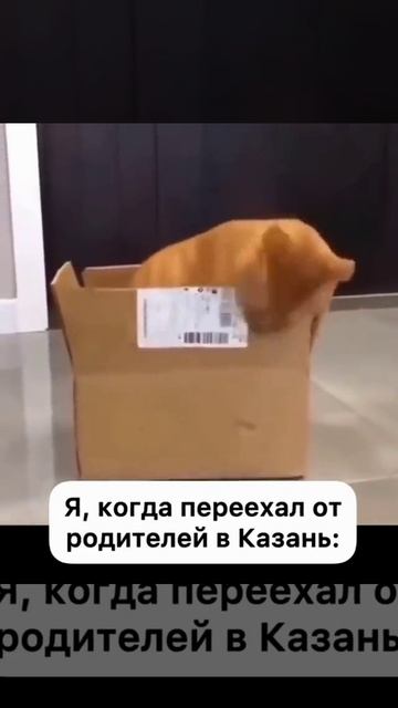 #юмор я когда жил с родителями и я когда переехал от них