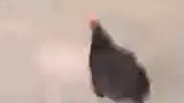 Курица идёт на взлёт
