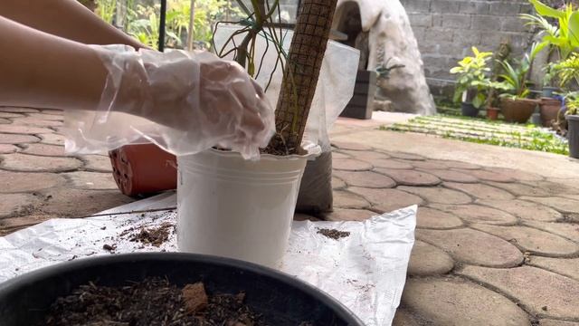 Philodendron Paraiso Verde