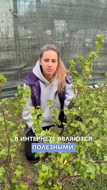 Почему НЕЛЬЗЯ обрабатывать смородину кипятком? Обработка смородины от болезней и вредителей весной.
