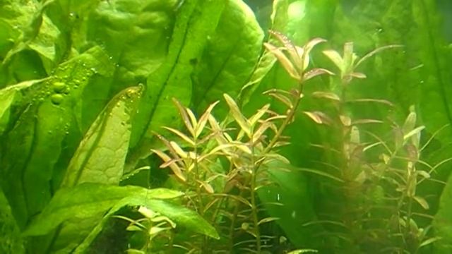 Rotala Colorata