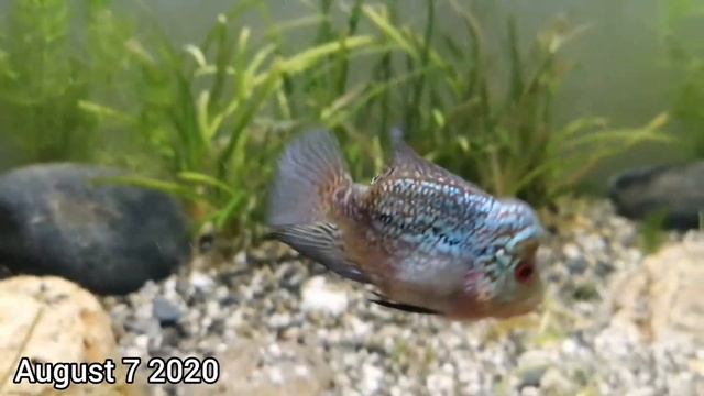 Jax The Flowerhorn 1 Month Transform Lemon Strain.