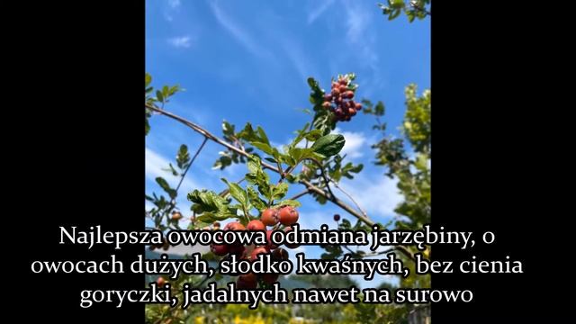 Sorbus odmiana jadalna- Jarząb pospolity- Sorbus aucuparia var.edulis - Opis i Uprawa