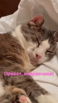 Кот Серж машет ухом