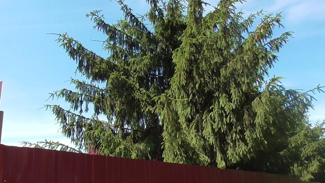 Ель за забором с шишками, ель, шишка, елка, елки, природа