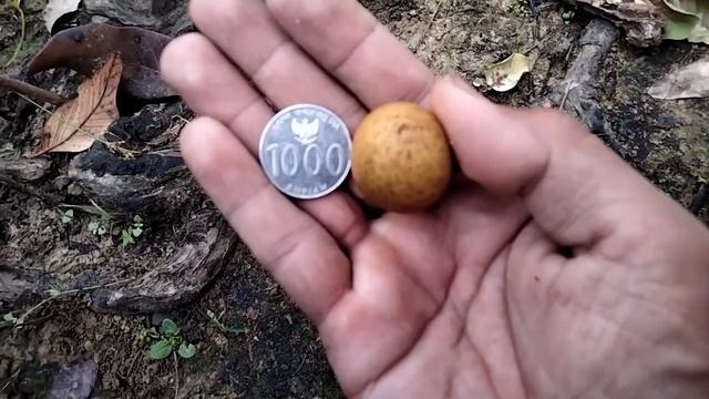 REVIEW buah kelengkeng PUANGRAY
