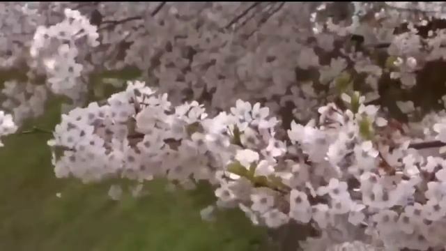 Цветение сакуры 1