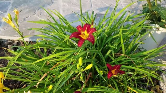 July garden walk/Daylily
