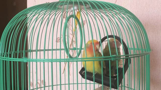 720p_15_Cашка_попугай_красива_поёт