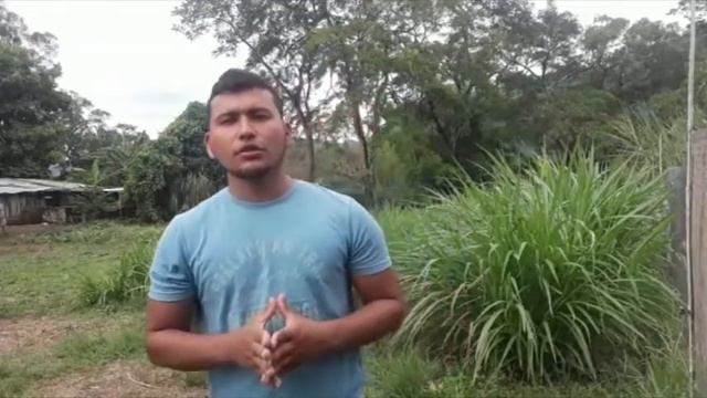 ENSILAJE   FABIAN ARROYAVE