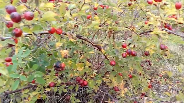 Собираю шиповник//21 сентября//Заготавливаю на зиму.