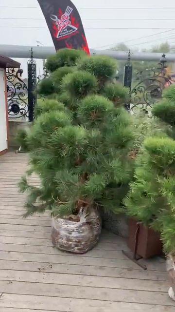WhatsApp Video 2021 02 25 at 16 42 36