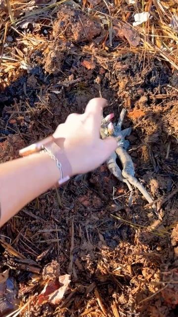 Quick Garden Tip: Peony Planting