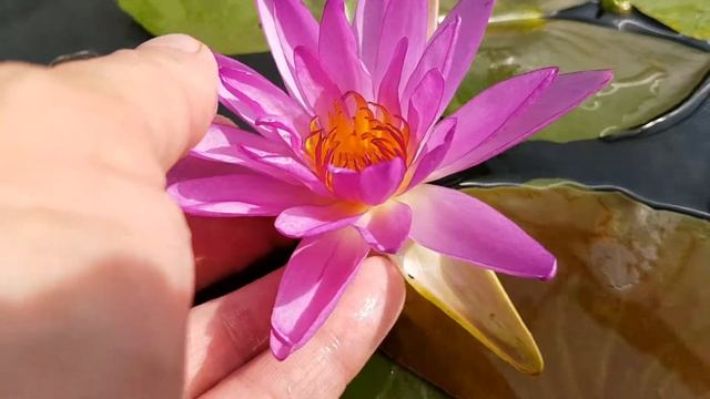 Нимфея Purple Star (nymphaea Purple Star)