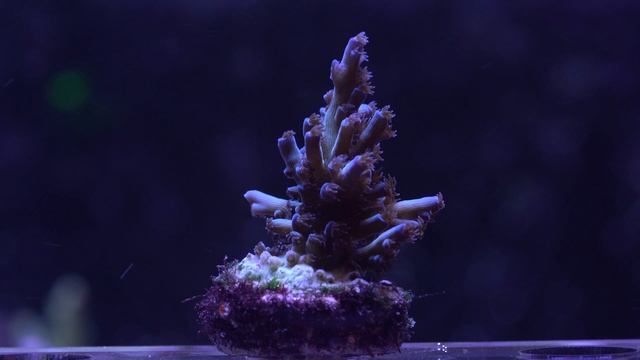 Tyree Icefire Echinata - WYSIWYG
