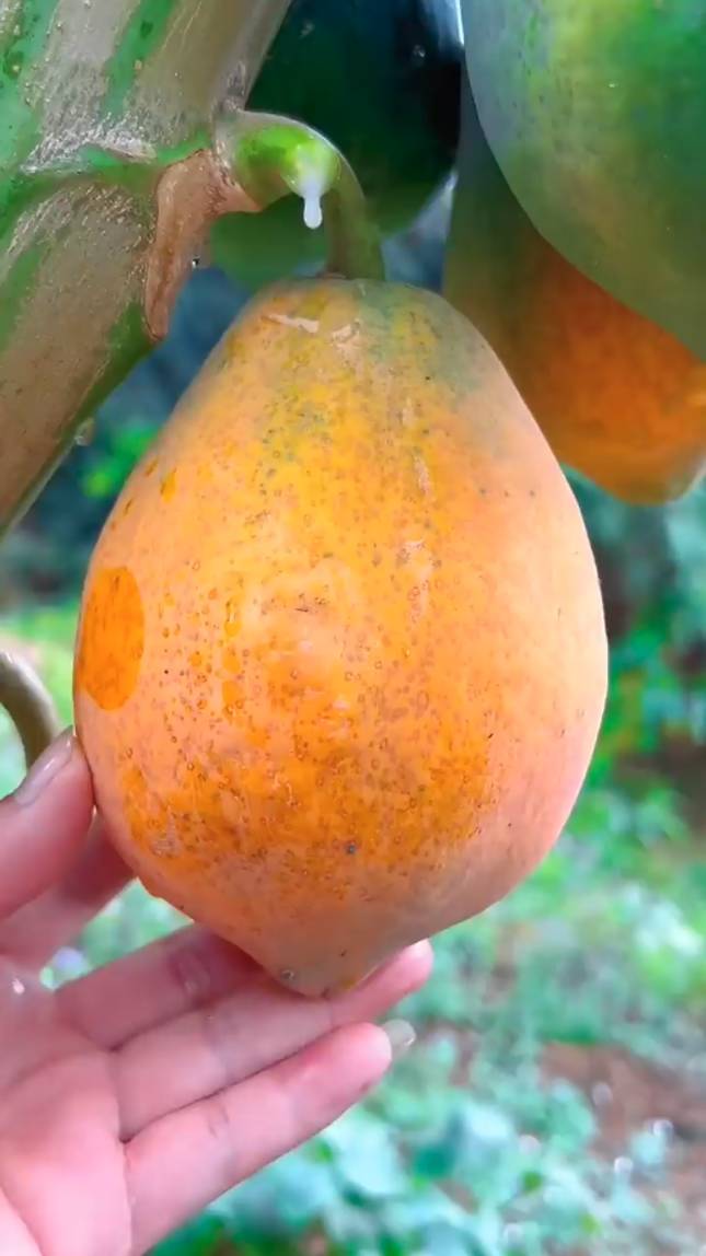 🥭Прекрасные свежие фрукты, мои любимые! #shorts #фрукты #советы