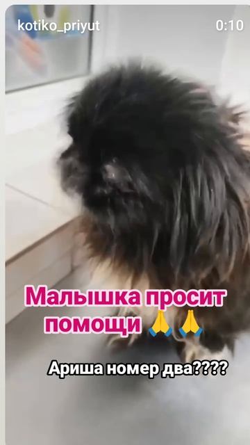 новая бедося