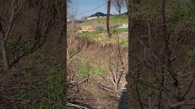 Малина Бабье лето, обзор на 1 апреля Алматы #вестисполей