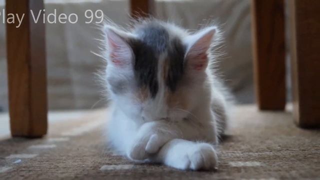Forest Cats Ringtone | Ringtones for Android | Animal Ringtones 28
