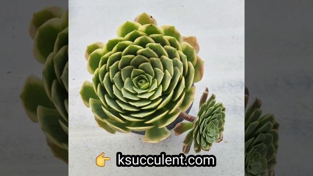 rare Korean succulents