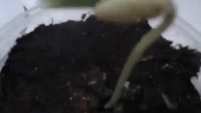 Прорастание фасоли