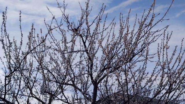 начала весны просто класс 🕊