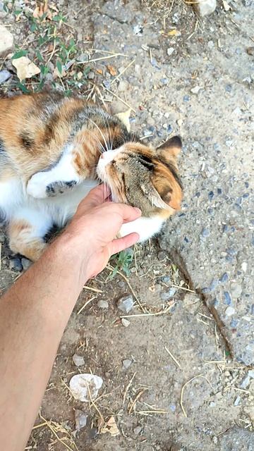 Кошка на релаксе