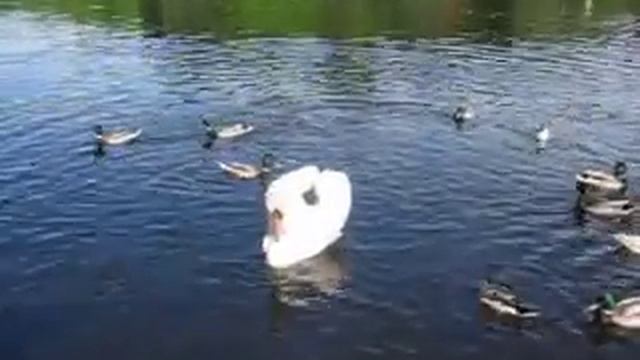 Лебедь