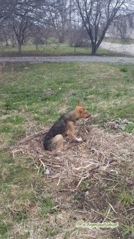Помешал отдыхать собакену 😜🐕😃🍀