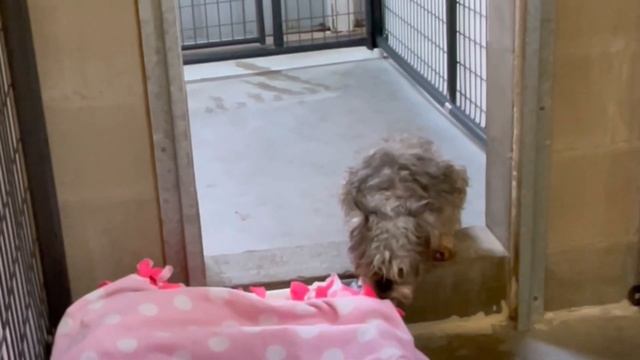 Puppy Mill Rescues Receive Their First Blanket - Gratitude Ensues