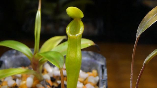 食虫植物栽培日記 Nepenthes inermis＃6《ネペンテス》