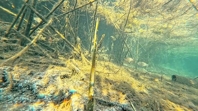 Где прячется рыба зимой. Подводная съёмка небольшого озера.