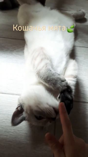 Кошачья мята