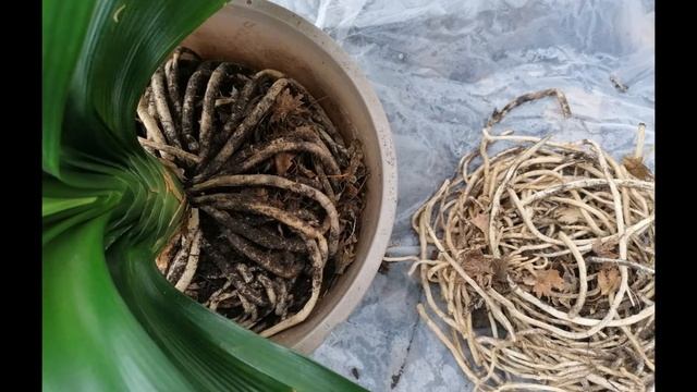 换盆或者换土时发现君子兰的根太长太多，这样来做  Clivia plant has too many too long roots ? cut roots short but not less.